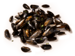 mosselen